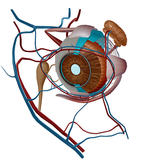 eecp eyes1